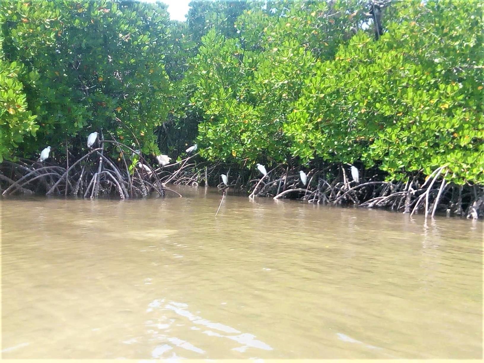 Mida Creek Nature Camp Watamu Esterno foto